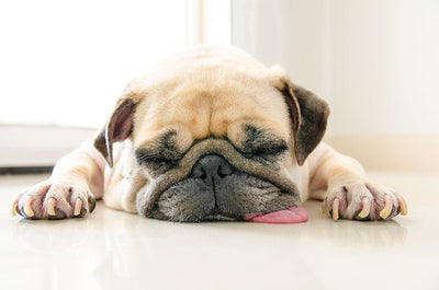 How to Tire Out a Dog: 8 Activities and Routines to Try