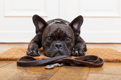 My French Bulldog Won’t Walk: 5 Common Problems and Solutions