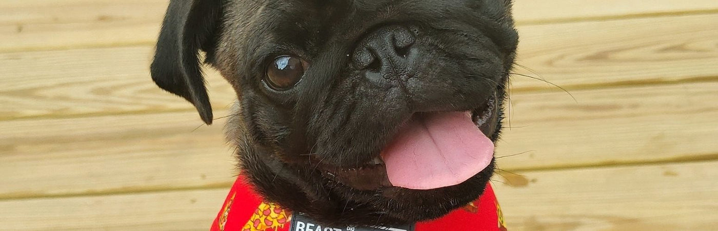 Pug Harnesses | Beast & Buckle