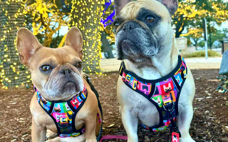 Cute Dog Harnesses and Accessories | Beast & Buckle