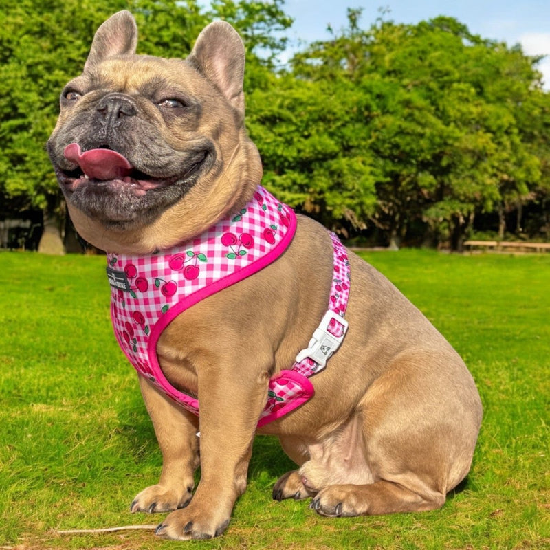 Cherry Blossom Reversible Dog Harness - Beast & Buckle