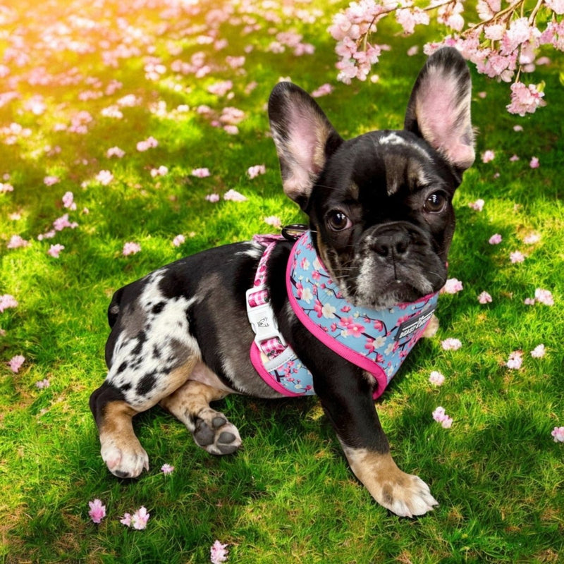 Cherry Blossom Reversible Dog Harness - Beast & Buckle