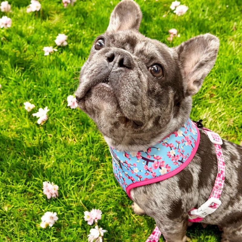 Cherry Blossom Reversible Dog Harness - Beast & Buckle