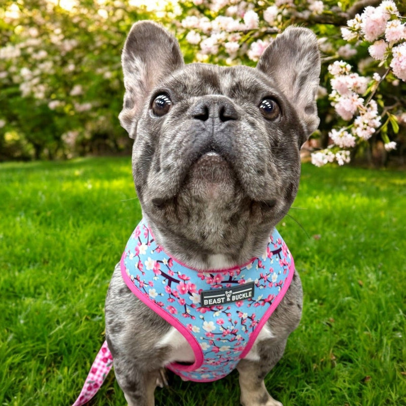 Cherry Blossom Reversible Dog Harness - Beast & Buckle