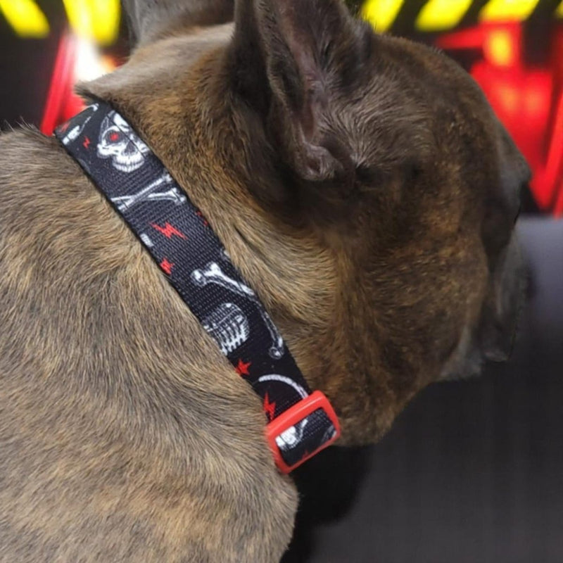 Heavy Metal Dog Collar - Beast & Buckle