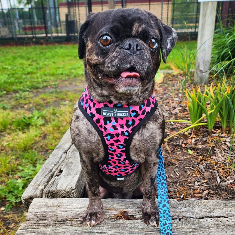 Lady Leopard Harness & Leash Set - Beast & Buckle