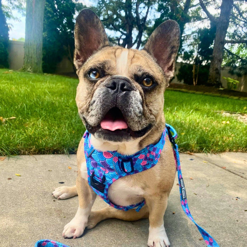 Mermaid No Pull Dog Harness - Beast & Buckle
