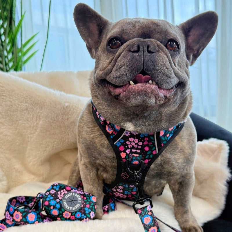 Midnight Garden No Pull Harness Bundle - Beast & Buckle