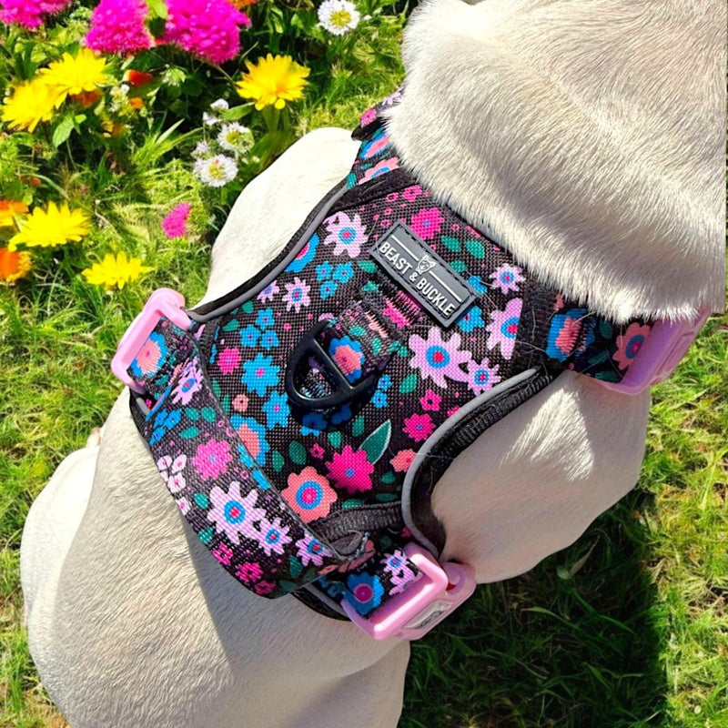 Midnight Garden No Pull Harness Bundle - Beast & Buckle