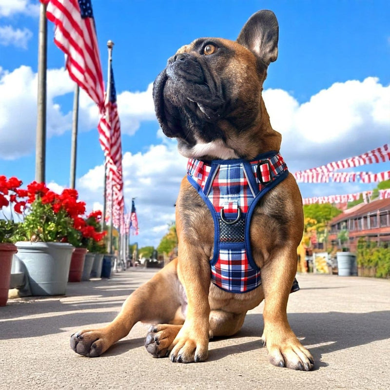 Patriot Plaid No Pull Harness Bundle - Beast & Buckle