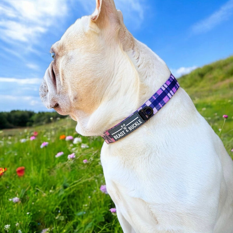 Purple Plaid Dog Collar - Beast & Buckle