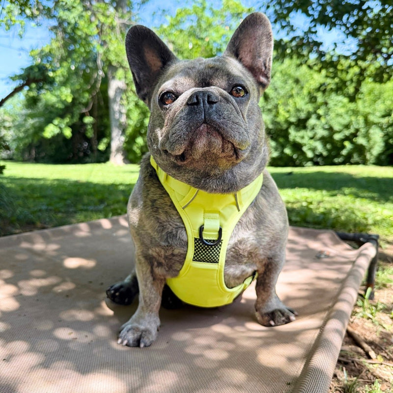 Summer Yellow No Pull Harness Bundle - Beast & Buckle