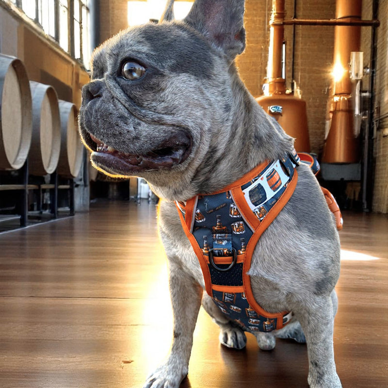 Whiskey No Pull Harness Bundle - Beast & Buckle