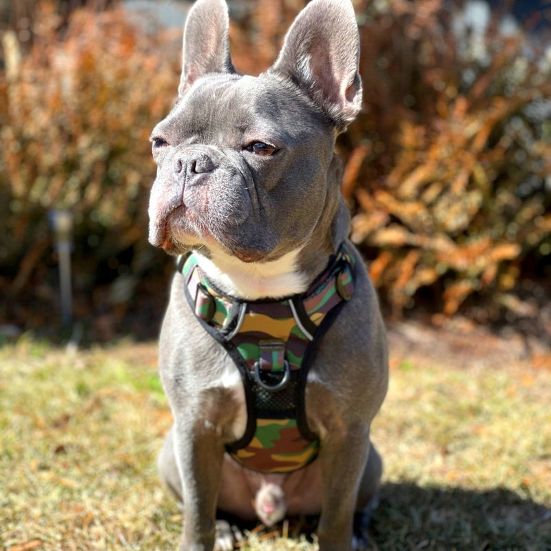 Camo No Pull Dog Harness - Beast & Buckle