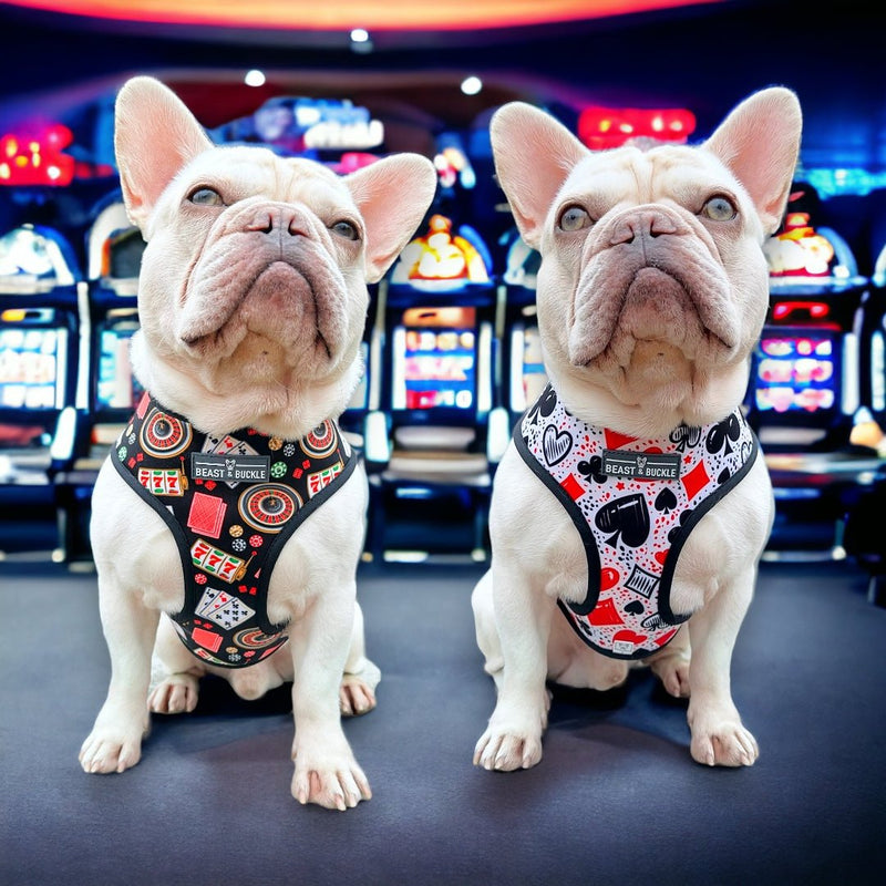 Casino Walking Bundle - Beast & Buckle