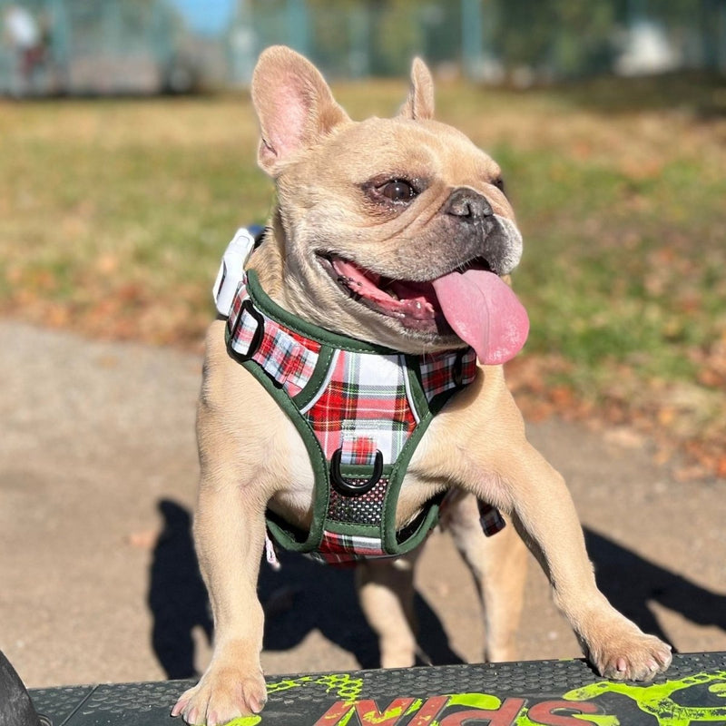 Christmas Plaid No Pull Harness - Beast & Buckle