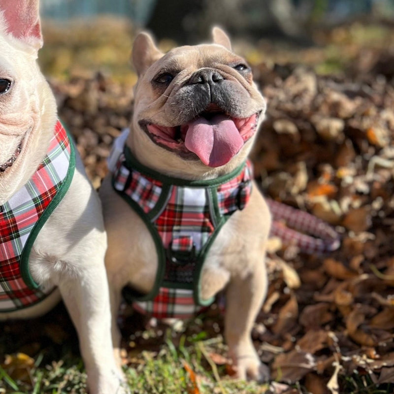Christmas Plaid No Pull Harness - Beast & Buckle