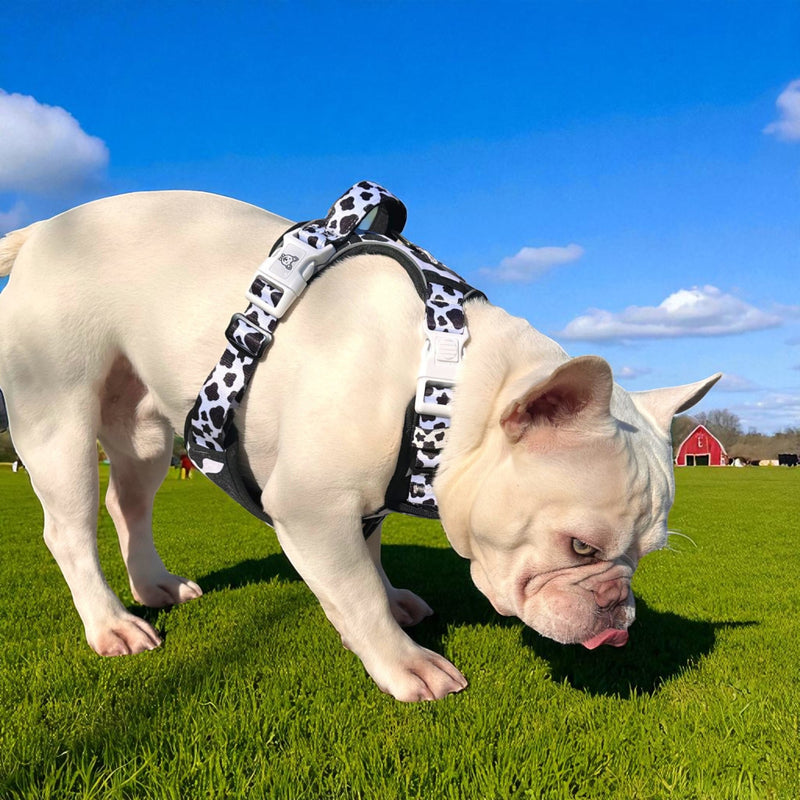 Cow Print No Pull Dog Harness - Beast & Buckle
