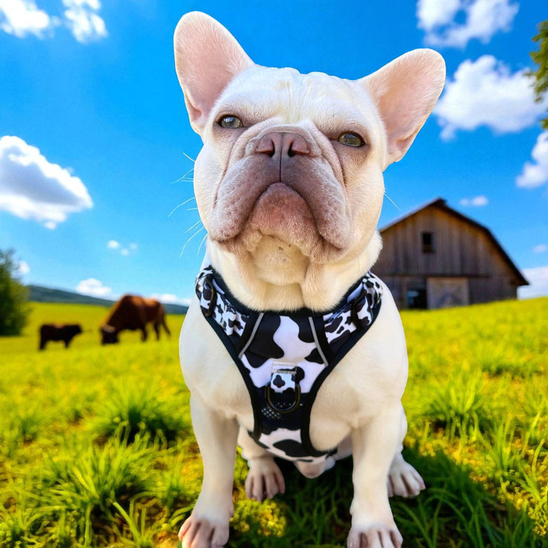 Cow Print No Pull Dog Harness - Beast & Buckle