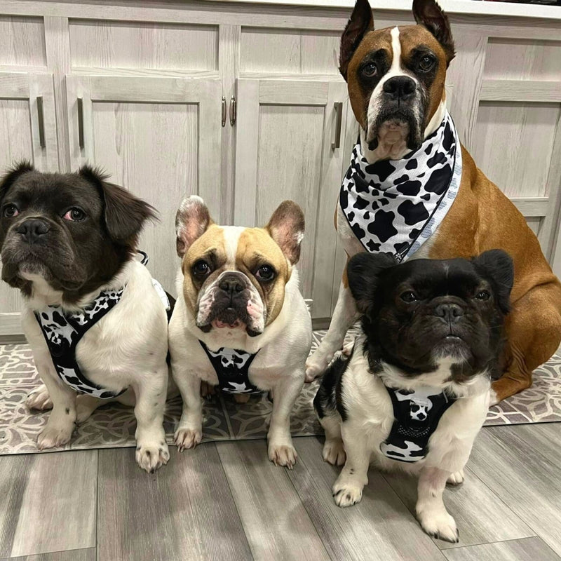 Cow Print No Pull Harness Bundle - Beast & Buckle