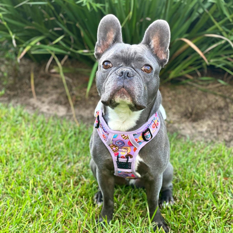 Donuts! No-Pull Dog Harness - Beast & Buckle