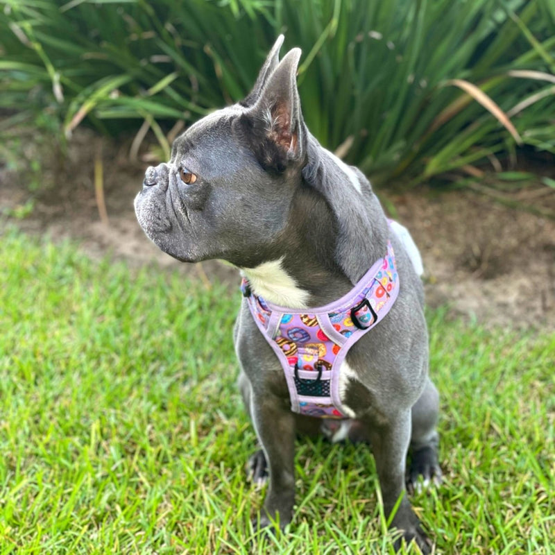 Donuts! No-Pull Dog Harness - Beast & Buckle