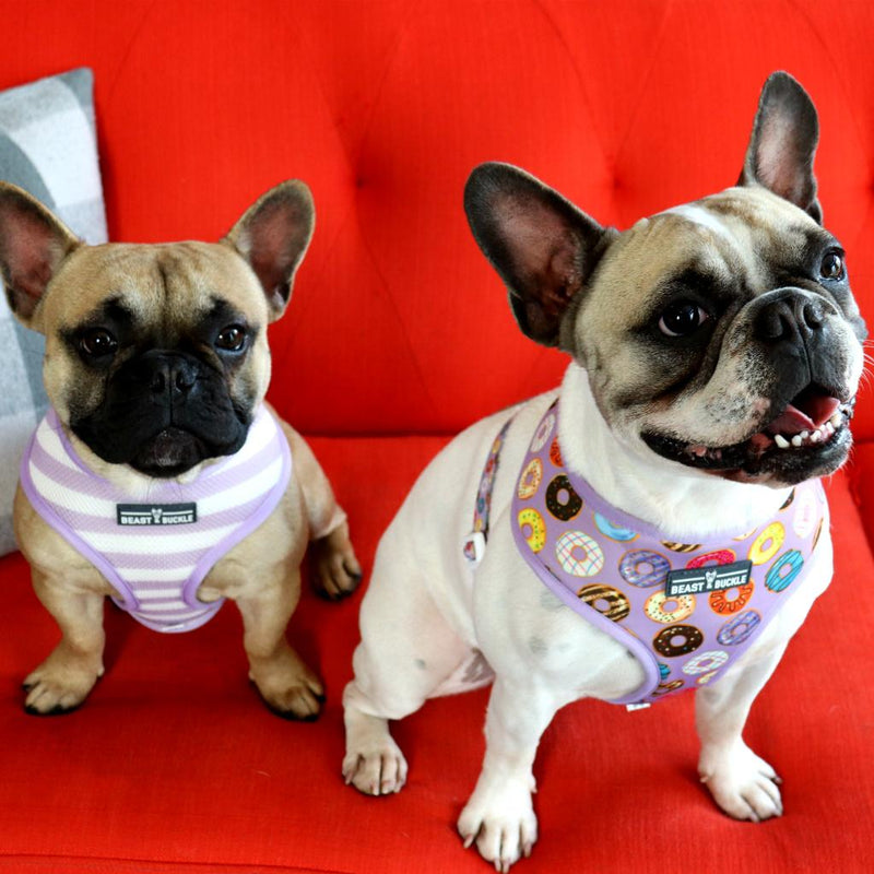 Donuts! Reversible Dog Harness - Beast & Buckle