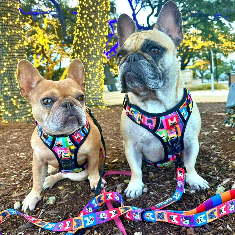 Frenchie Fam No Pull Dog Harness - Beast & Buckle