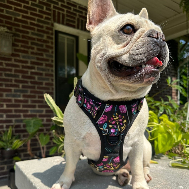 Girly Tattoo No Pull Harness Bundle - Beast & Buckle
