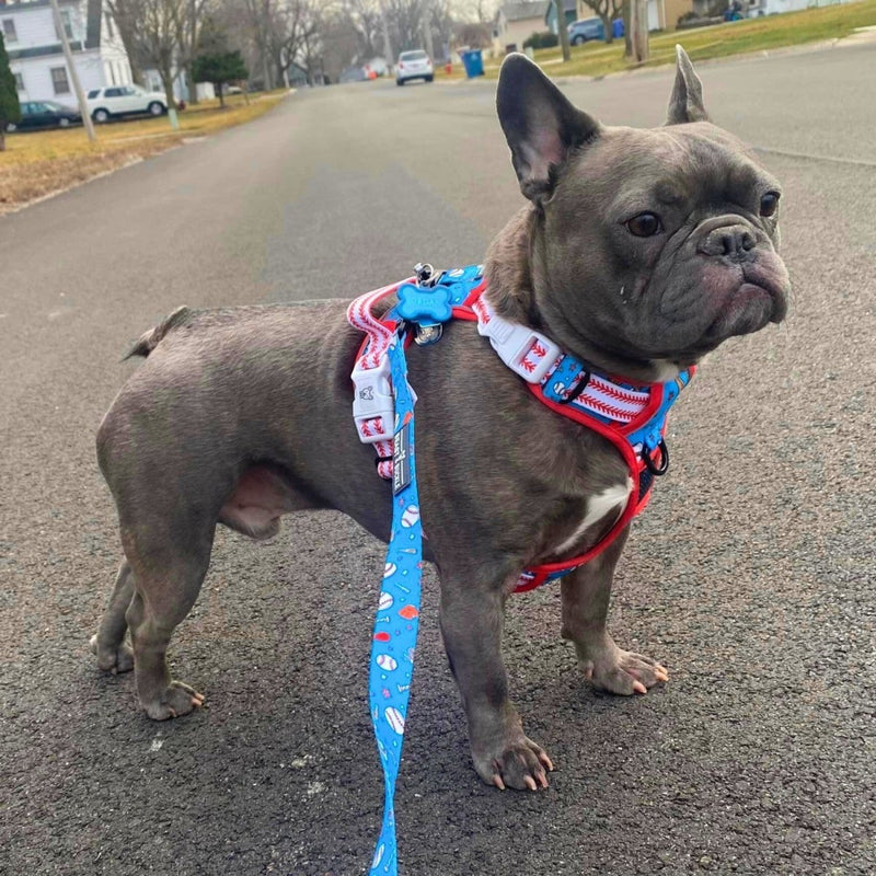 Home Run No Pull Dog Harness - Beast & Buckle