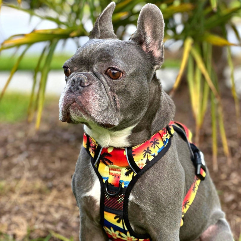 Island Sunset No Pull Harness Bundle - Beast & Buckle