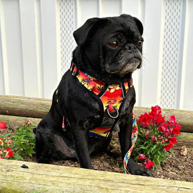 Island Sunset No Pull Harness Bundle - Beast & Buckle