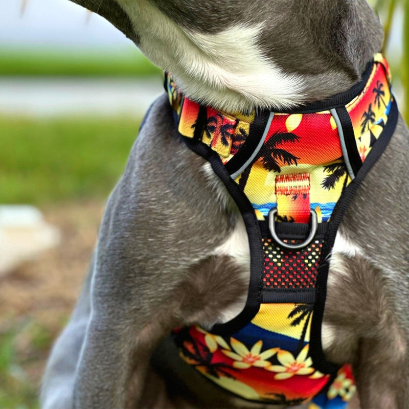 Island Sunset No Pull Harness Bundle - Beast & Buckle