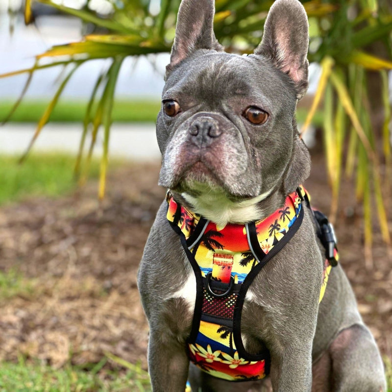 Island Sunset No Pull Harness Bundle - Beast & Buckle