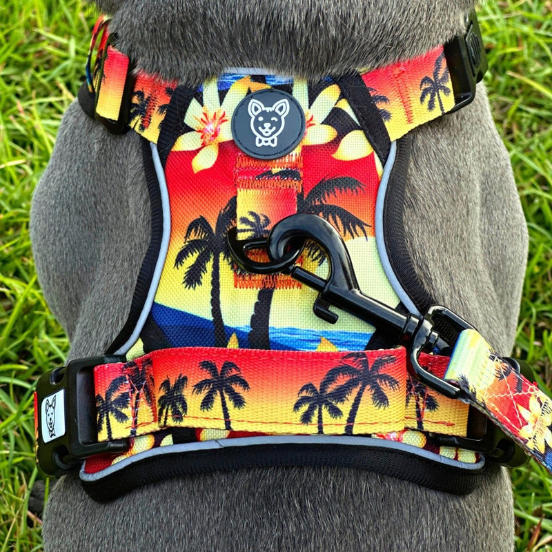 Island Sunset No Pull Harness Bundle - Beast & Buckle