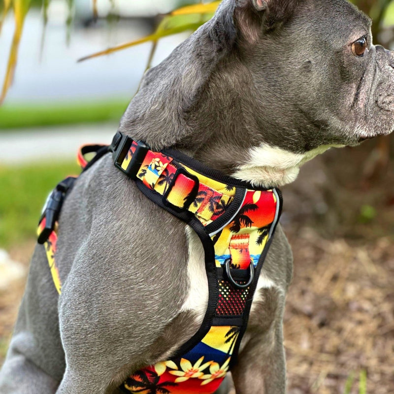 Island Sunset No Pull Harness Bundle - Beast & Buckle