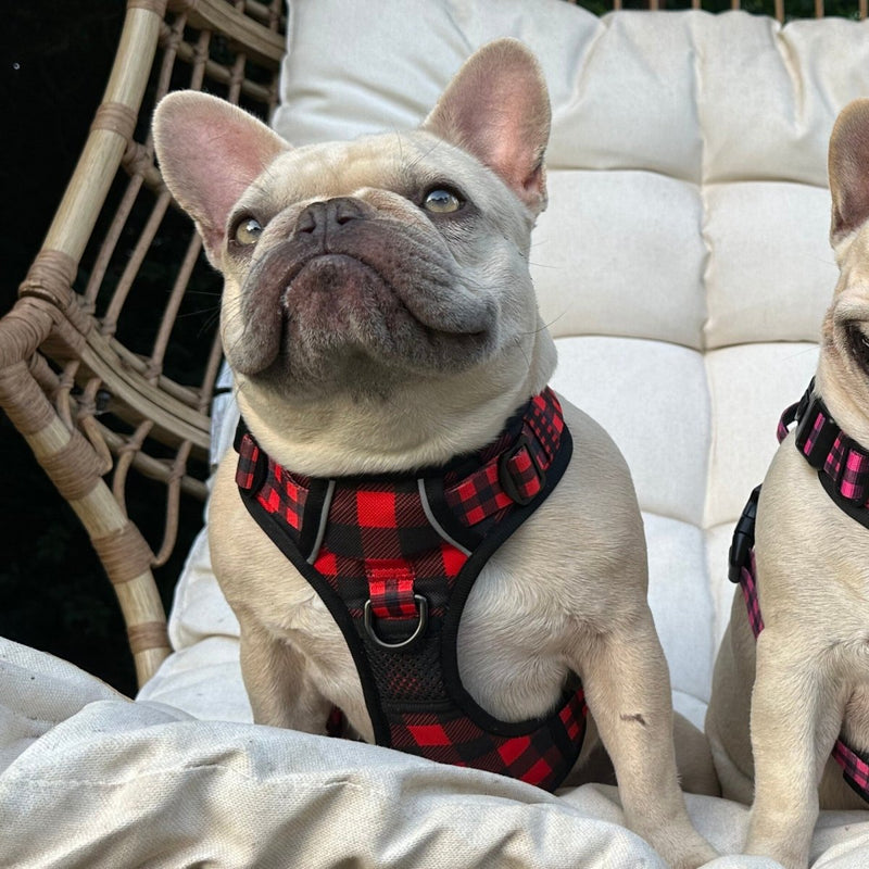 Lumberjack Plaid No Pull Harness Bundle - Beast & Buckle