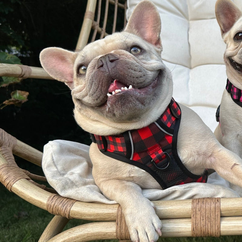 Lumberjack Plaid No Pull Harness Bundle - Beast & Buckle