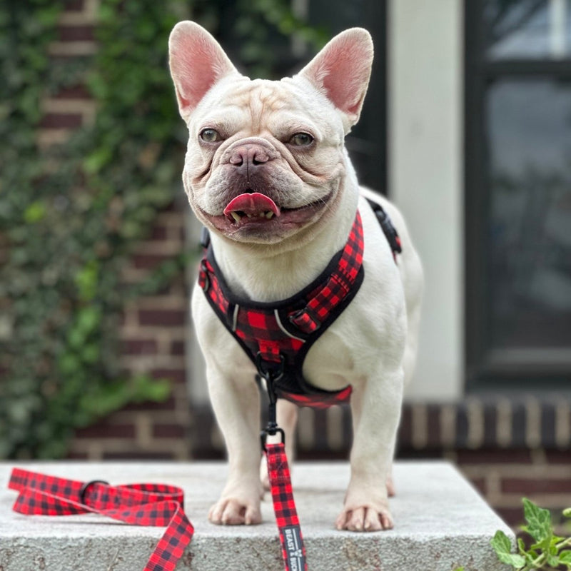 Lumberjack Plaid No Pull Harness Bundle - Beast & Buckle