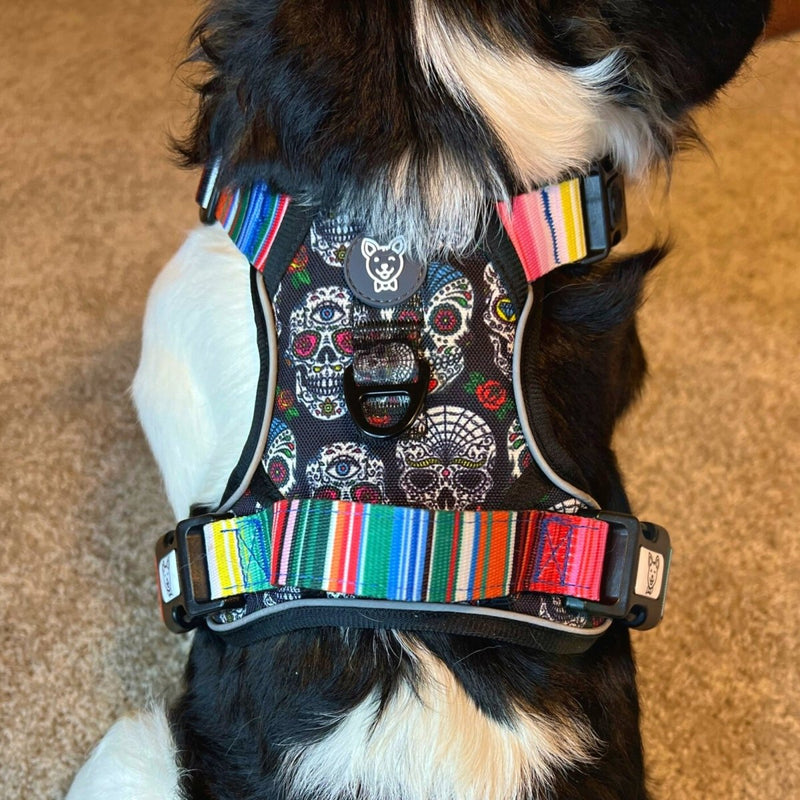 Sugar Skulls No Pull Harness Bundle - Beast & Buckle