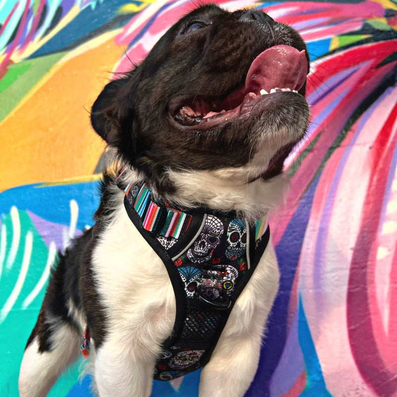 Sugar Skulls No Pull Harness Bundle - Beast & Buckle