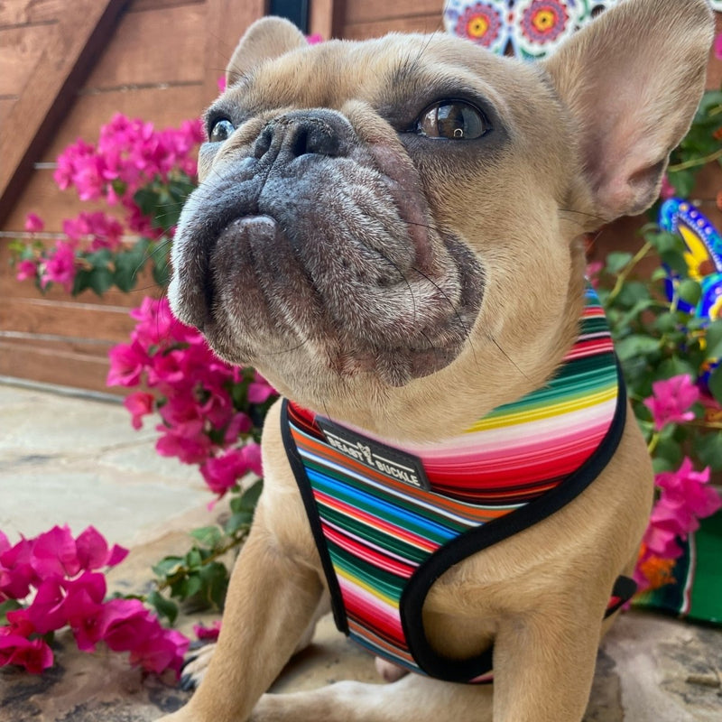 Sugar Skulls Reversible Dog Harness 2.0 - Beast & Buckle
