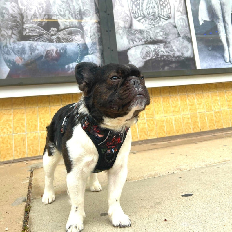 Tattoo No Pull Dog Harness - Beast & Buckle