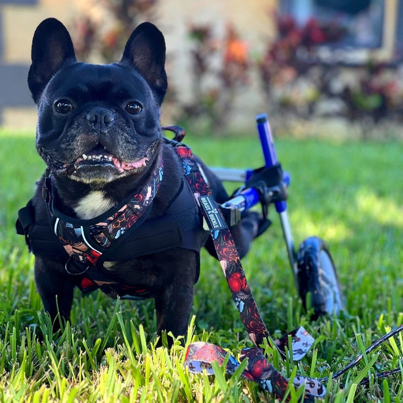 Tattoo No Pull Dog Harness - Beast & Buckle