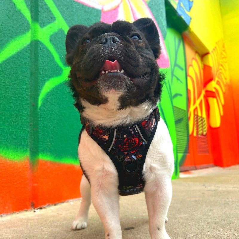 Tattoo No Pull Dog Harness - Beast & Buckle