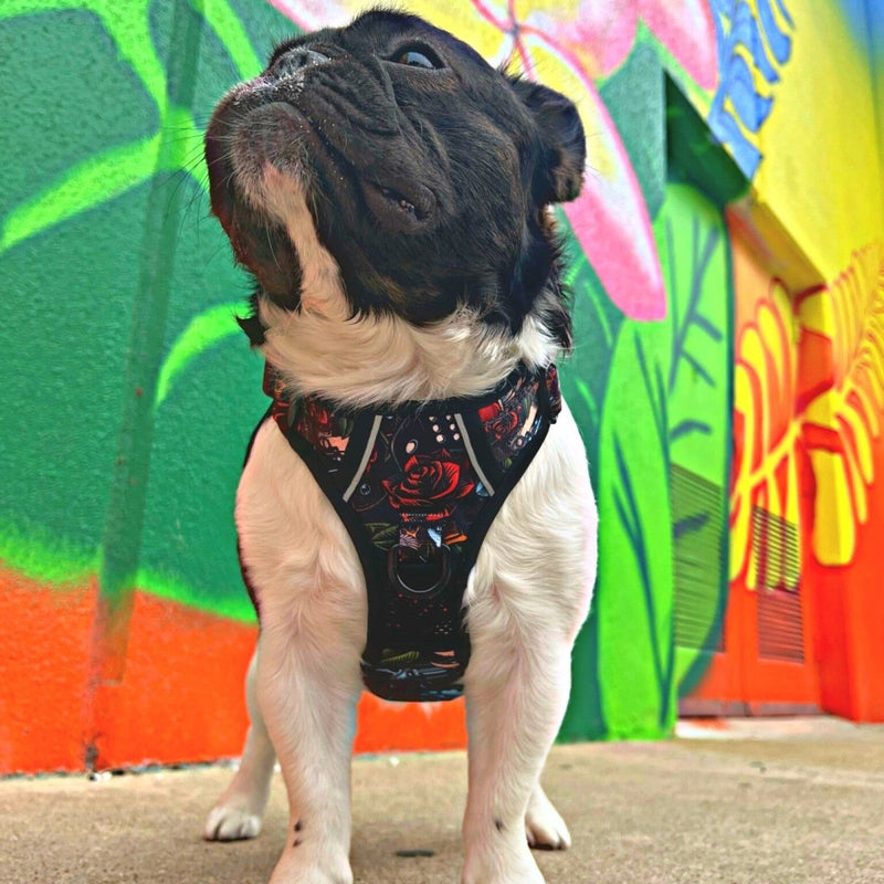 Tattoo No Pull Dog Harness - Beast & Buckle