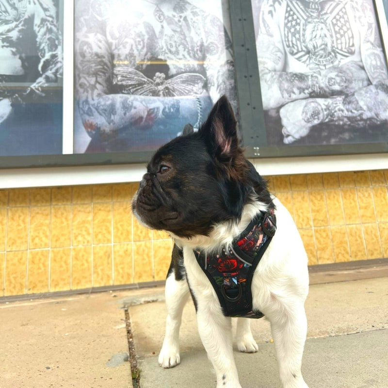 Tattoo No Pull Dog Harness - Beast & Buckle