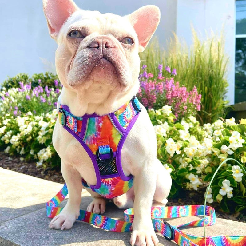 Tie Dye No Pull Dog Harness - Beast & Buckle