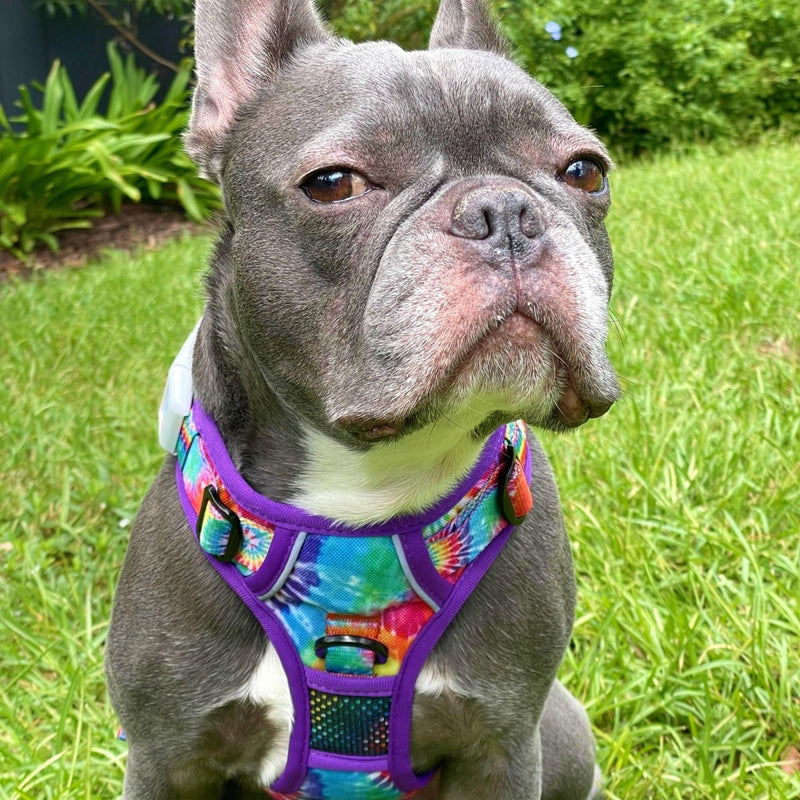 Tie Dye No Pull Dog Harness - Beast & Buckle
