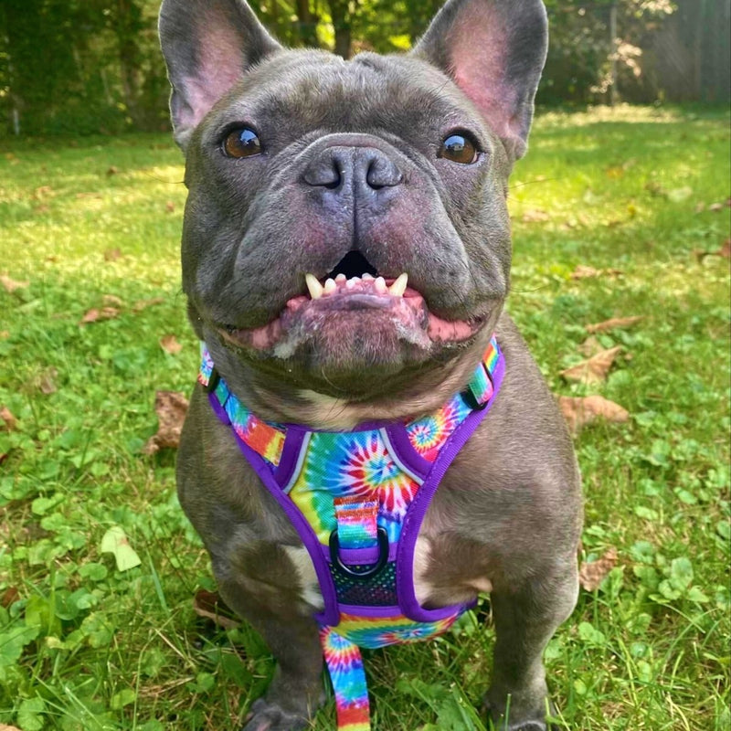 Tie Dye No Pull Harness Bundle - Beast & Buckle